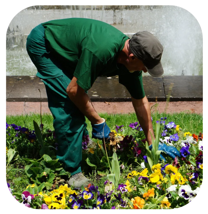 Jardinero cuidando un parterre de flores